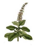 Plectranthus barbatus