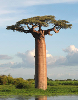 Baobab träd