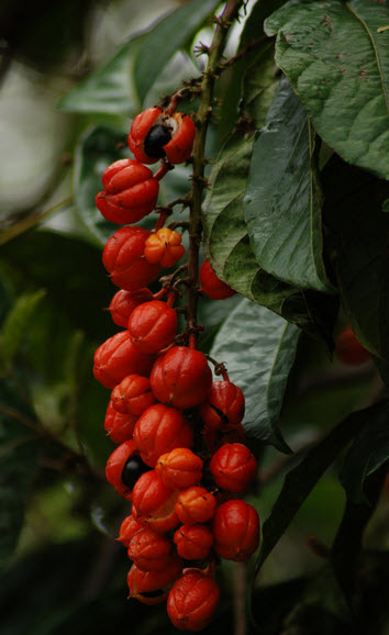 guarana