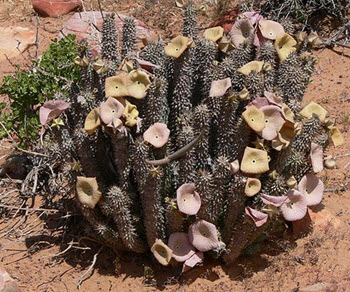 Hoodia Gordonii