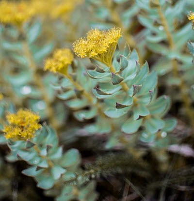 Rhodiola rosea - rosen rot