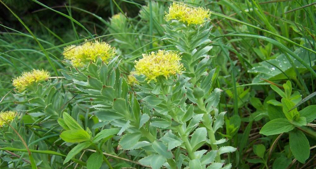 Rhodiola rosea planta som blommar