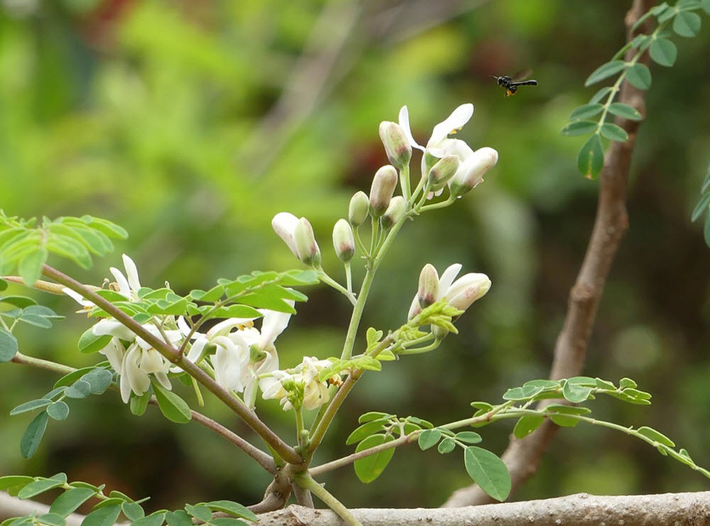 moringa blommor